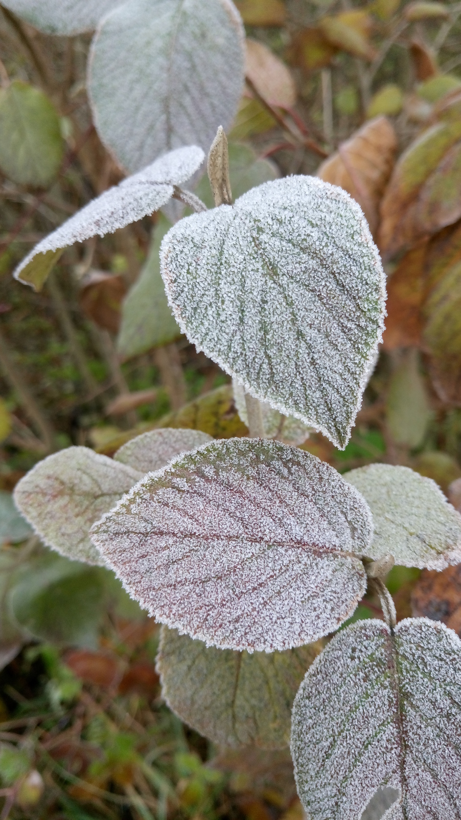 Frost Frost